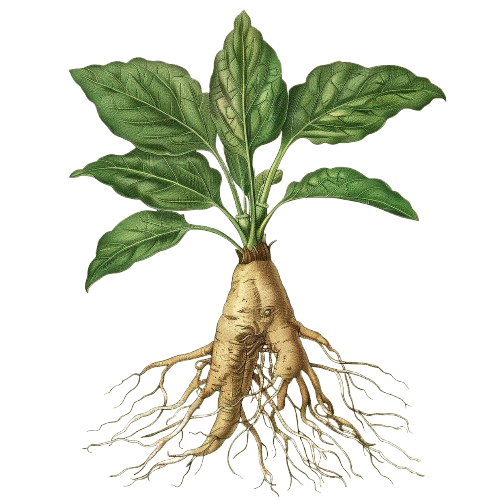 mandrake